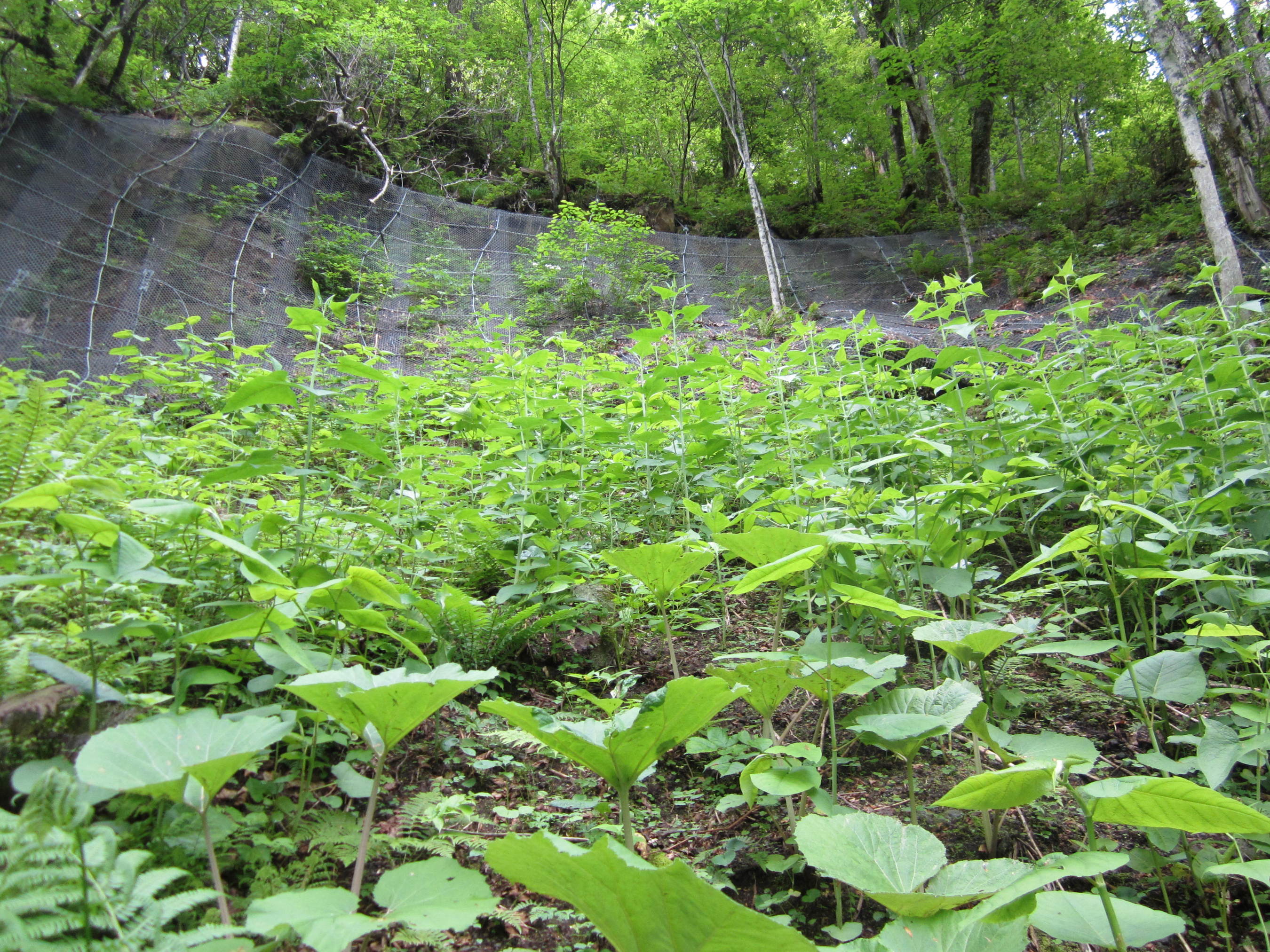 天人峡美瑛線交通安全施設工事（地特）2工区［天人峡］